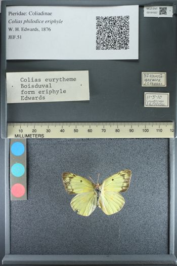 Media type: image;   Entomology 191557